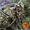 Peyote Critical, Фасовка: 3, изображение 10